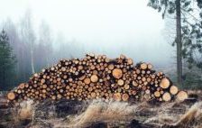 Mixed price trends in the Latvian wood market