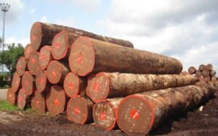 Congo: Ban on log exports comes into force