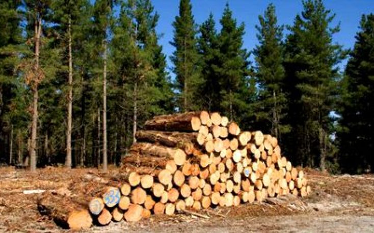 Ireland: Timber survey shows ‘improved prices’ in Q1 2023