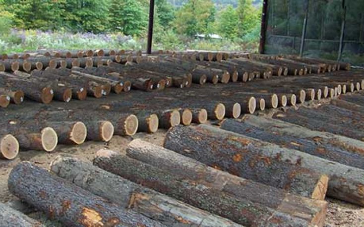 Russia imposes temporary restrictions on veneer logs exports