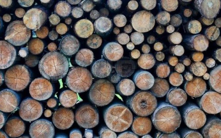 Estonia: Roundwood prices reach record-highs in March