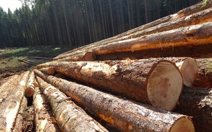 Prices for logs in the US went up due to a confluence of factors