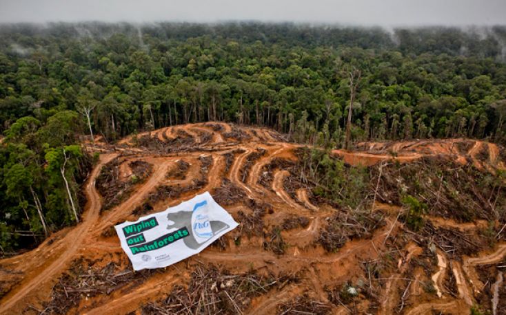 Greenpeace: Indonesia’s forests still under threat from palm oil industry