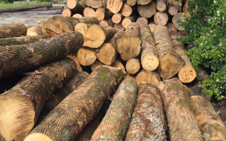 European sawlog prices fall to a nine-year low