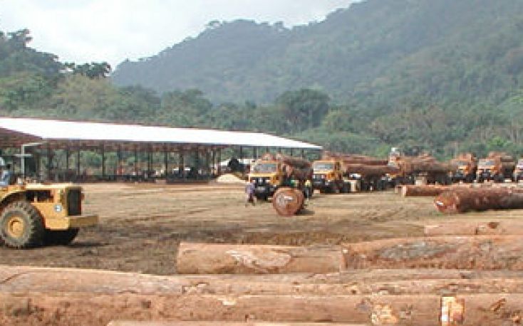 Dutch Wijma wood processing company stops activities in Cameroon