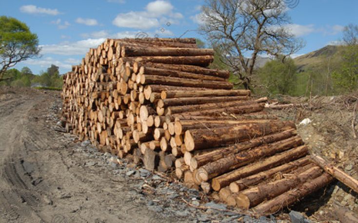 Softwood felling to be reduced in Bavaria due to poor demand