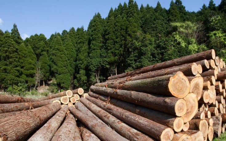 Austrian forestry industry struggles with inflation, bark beetle development and EU policies