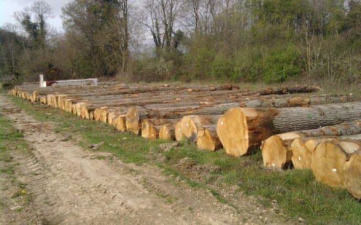 Germany: Wood auctions reveal high prices for hardwoods, oaks especially