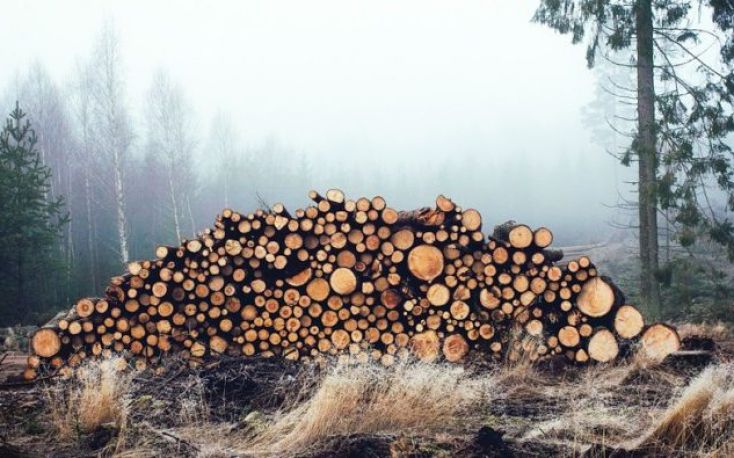 EU calls for wood export ban consultations with Ukraine