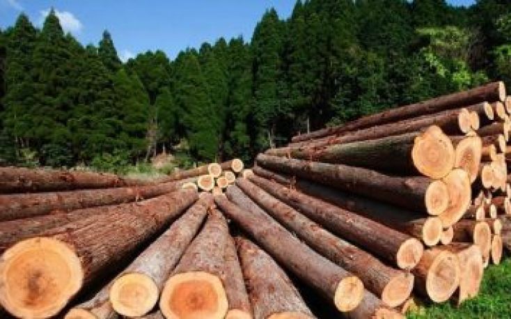 Roundwood prices in Estonia in May go higher than last year