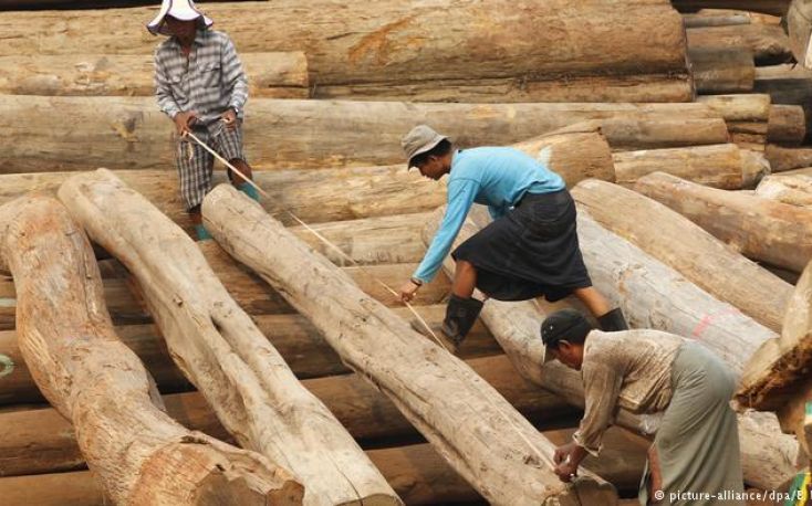 Illegal Myanmar teak seized in the Netherlands