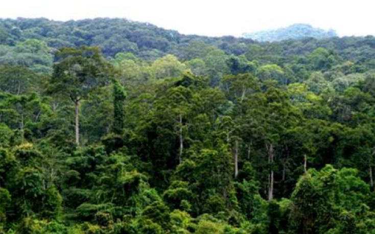 The Chinese got 2.5 billion m3 of stocking volume in planted forests