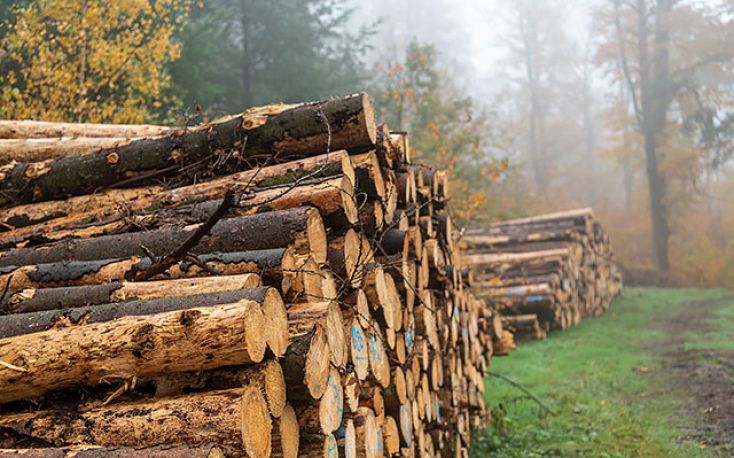 Austria: Softwood log prices fall sharply in May