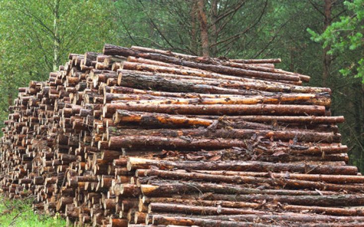 Poland’s timber industry: prospects for 2023-2024