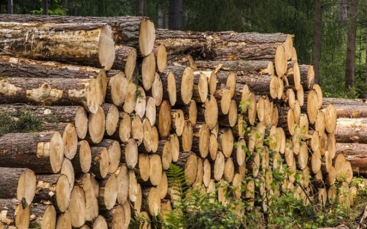 New UK Timber Sector Deal backs future domestic timber supplies against imports