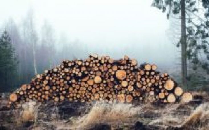 Mixed price trends in the Latvian wood market