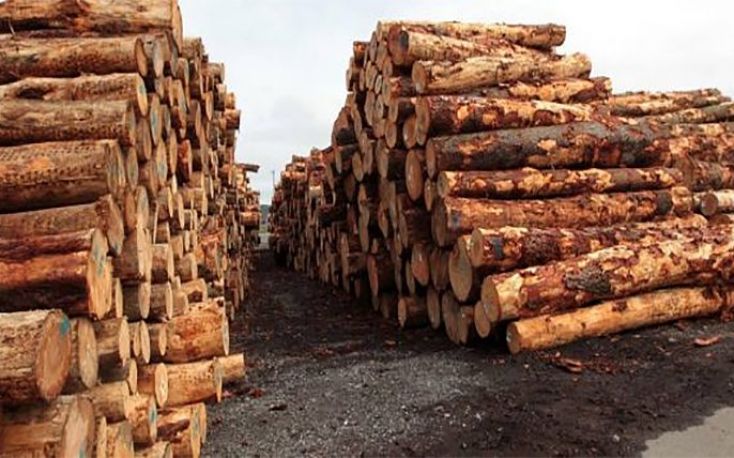 New Zealand’s timber market highly impacted by China’s lack of demand