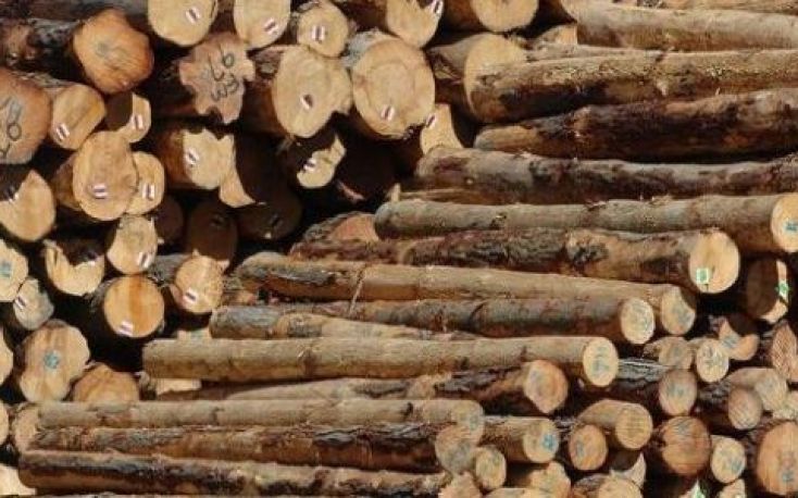 China cuts down on imported logs tax; stops wood waste imports