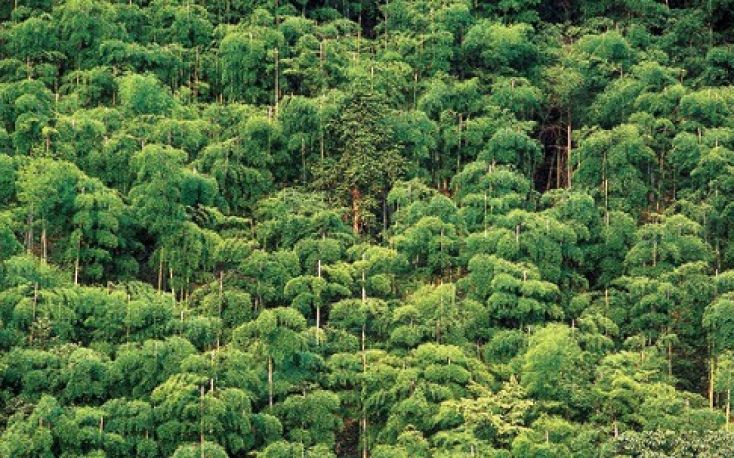 China is ready to plant 6.6 million ha of forest by 2020