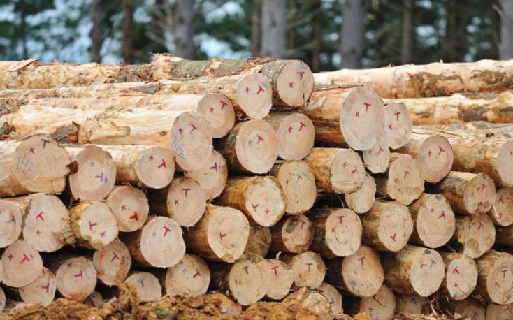 Softwood logs exports from New Zealand reached record volumes in March