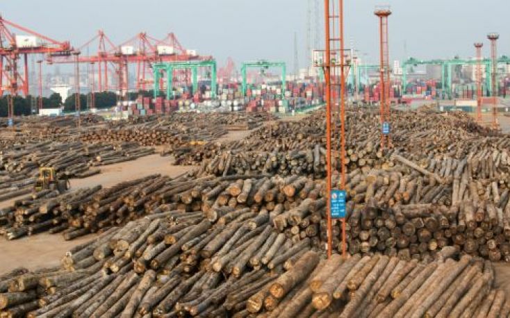 Soaring Chinese softwood log imports from Latvia