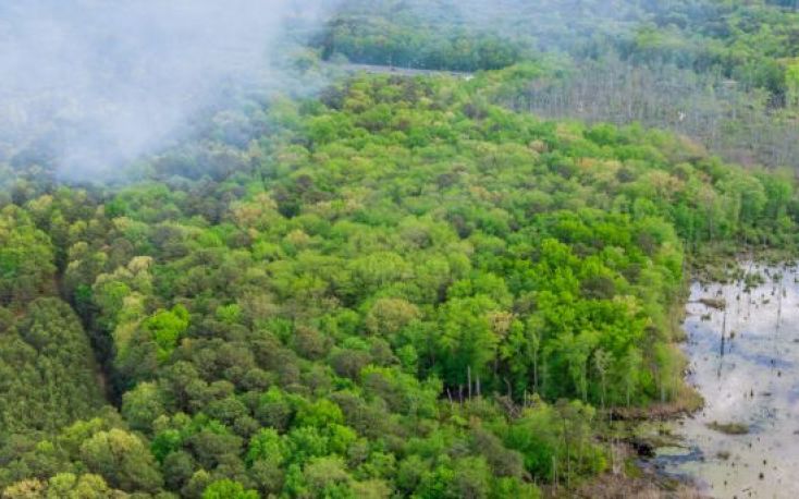 New European Deforestation Regulation challenges the Malaysian timber industry