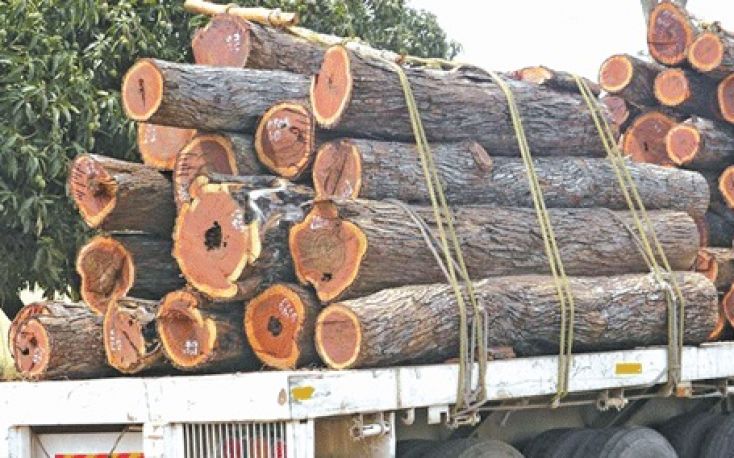 Mozambique broadens logging and timber exports restriction