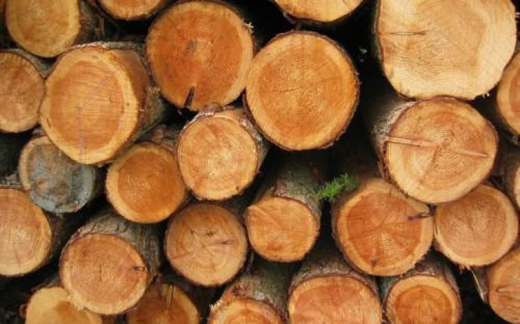 Dutch imports of FLEGT licensed timber are on the rise